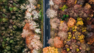 bird's eye view of a road with trees changing colours